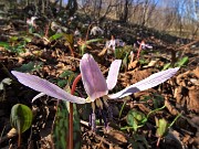 Alla Madonnina del Costone con Corna Bianca e con tanti fiori da Salmezza-3apr23 - FOTOGALLERY